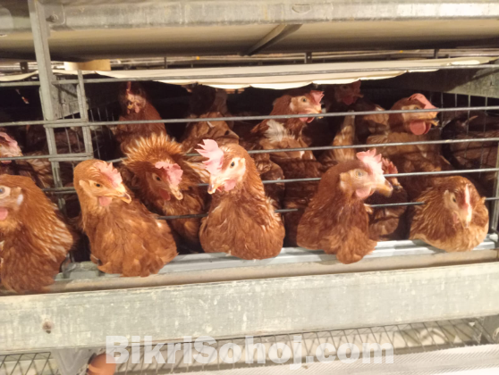 লেয়ার মুরগী ২কেজি